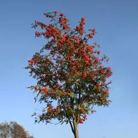 Rowan - Sorbus Cardinal Royal (Sorbus aucuparia 'Cardinal Royal') 1